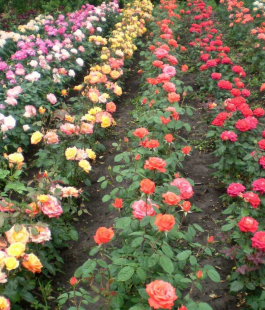 Роза - лпх-первомайское.рф