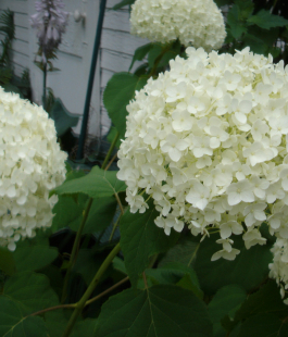 Гортензия древовидная - лпх-первомайское.рф