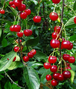 Вишня собственнокорневая - лпх-первомайское.рф