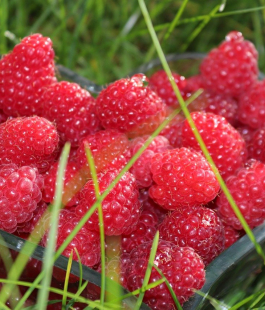 Летняя - лпх-первомайское.рф