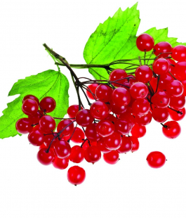 Калина - лпх-первомайское.рф