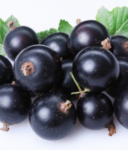 Смородина - лпх-первомайское.рф