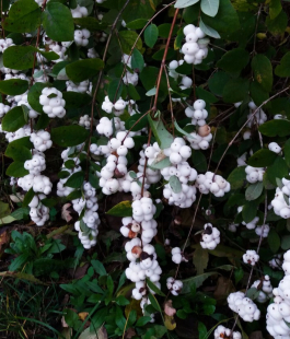 Снежноягодник - лпх-первомайское.рф