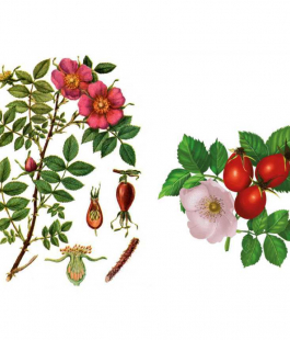 Шиповник - лпх-первомайское.рф