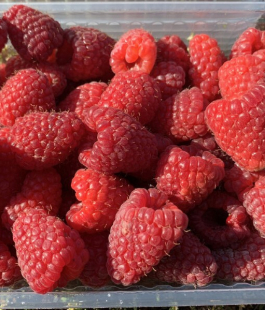 Ремонтантная - лпх-первомайское.рф