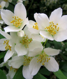 Жасмин (чубушник) - лпх-первомайское.рф
