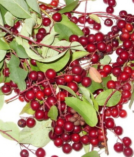 Черёмуха - лпх-первомайское.рф