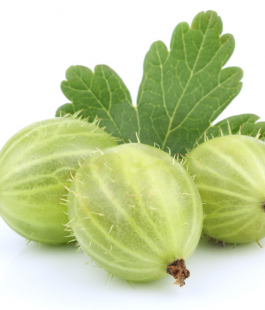 Крыжовник - лпх-первомайское.рф