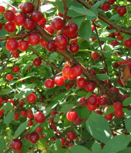 Вишня войлочная - лпх-первомайское.рф