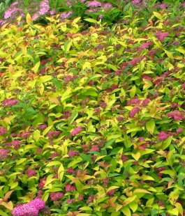 Спирея  - лпх-первомайское.рф