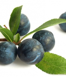 Тёрн - лпх-первомайское.рф