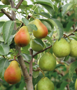 Осенний сорт - лпх-первомайское.рф