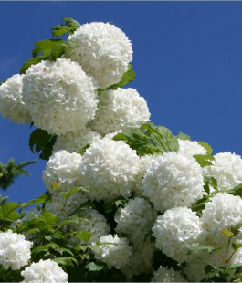 Калина декоративная - лпх-первомайское.рф