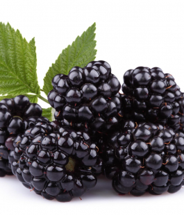 Ежевика - лпх-первомайское.рф