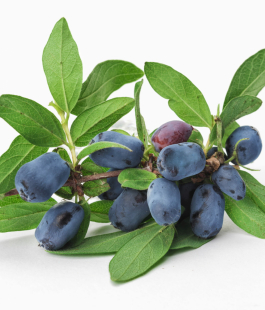 Жимолость - лпх-первомайское.рф