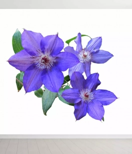 Клематис - лпх-первомайское.рф