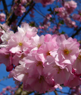 Сакура - лпх-первомайское.рф