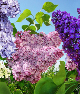 Сирень - лпх-первомайское.рф