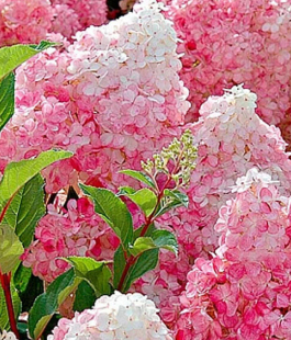 Гортензия - лпх-первомайское.рф