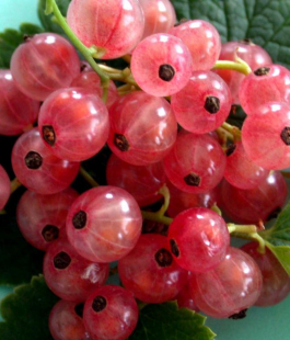 Розовая - лпх-первомайское.рф