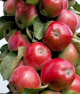 Колоновидные яблони - лпх-первомайское.рф