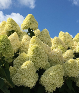 Гортензия метельчатая - лпх-первомайское.рф