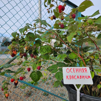 Осенняя красавица ( нет в наличии) - лпх-первомайское.рф