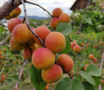 Абрикос Сибиряк Байкалова - лпх-первомайское.рф
