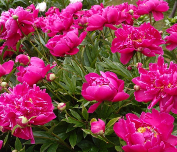 Банкер хилл - лпх-первомайское.рф