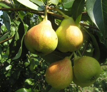 Заречная - лпх-первомайское.рф - Екатеринбург