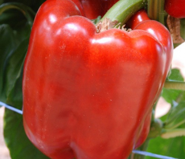 Перец Париж - лпх-первомайское.рф - Екатеринбург