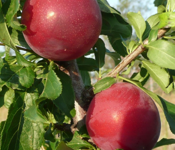 Пионерка - лпх-первомайское.рф