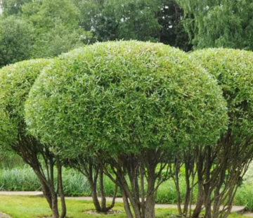 Ива шаровидная козья - лпх-первомайское.рф