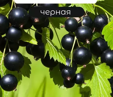 Атлант - лпх-первомайское.рф - Екатеринбург