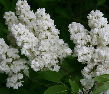 Память о Колесникове (нет в наличии) - лпх-первомайское.рф