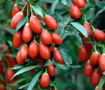 Нью Биг - лпх-первомайское.рф