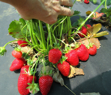 Клубника Маджестик (нет в наличии) - лпх-первомайское.рф