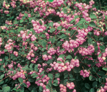 Мазе оф перл  - лпх-первомайское.рф