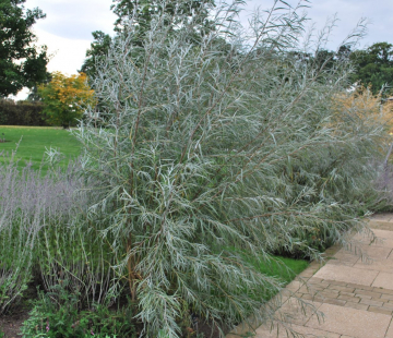  Ива Лохолистная   - лпх-первомайское.рф
