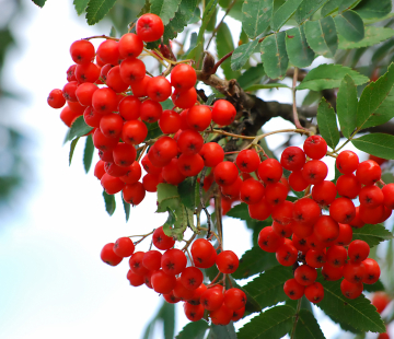 Моравская - лпх-первомайское.рф