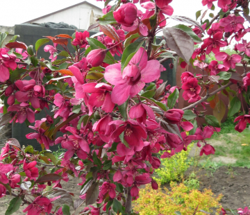 Роялти - лпх-первомайское.рф