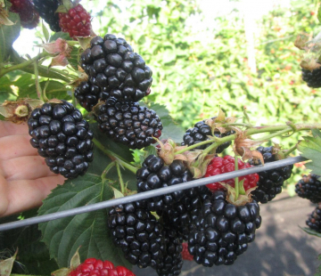 Апачи ( нет в наличии) - лпх-первомайское.рф