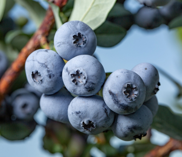 Бонус - лпх-первомайское.рф