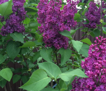 Принц Волконский - лпх-первомайское.рф