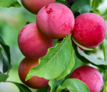 Содружество - лпх-первомайское.рф