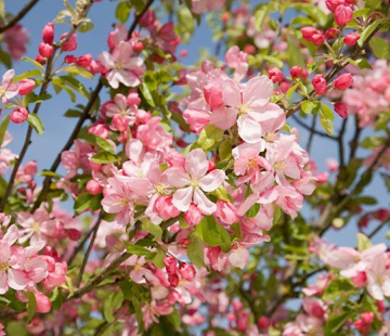 Сливолистная - лпх-первомайское.рф