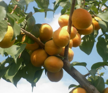 Абрикос Медовый - лпх-первомайское.рф