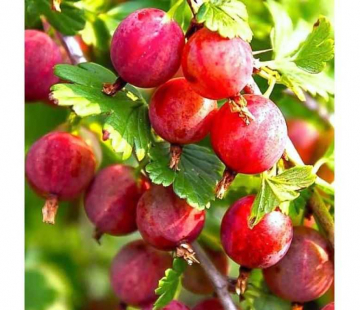 Колобок (нет в наличии) - лпх-первомайское.рф