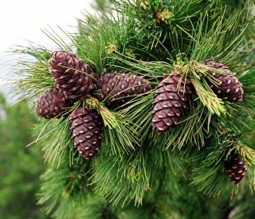 Кедр - лпх-первомайское.рф