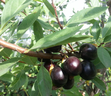 Акварель ( нет в наличии) - лпх-первомайское.рф